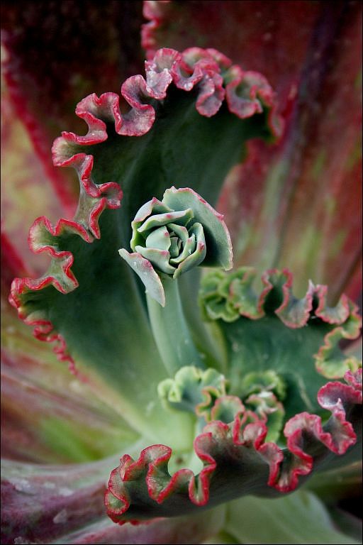 abstract foilage of echeveria